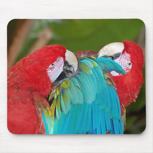Rote und blaue Papageien drucken Mousepad (Vorne)