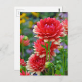 Rote und gelbe Dahlien-Blume Postkarte (Vorne/Hinten)
