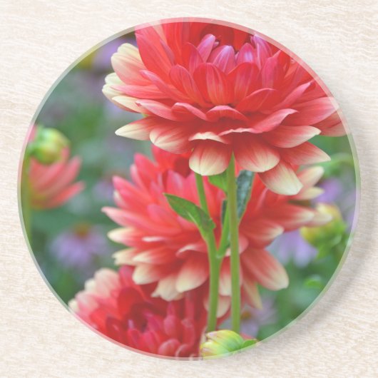 Rote und gelbe Dahlien-Blume Untersetzer (Vorne)