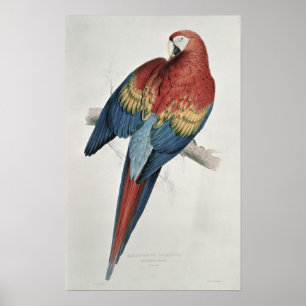 Rote und gelbe Maca Poster