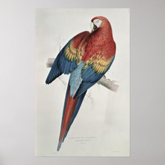 Rote und gelbe Maca Poster (Vorne)