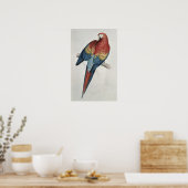 Rote und gelbe Maca Poster (Küche)