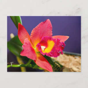 Rote und gelbe Orchidee Postkarte