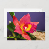 Rote und gelbe Orchidee Postkarte (Vorne/Hinten)