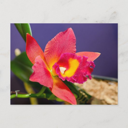 Rote und gelbe Orchidee Postkarte (Vorderseite)