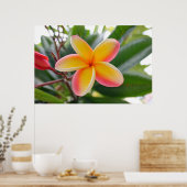 Rote und gelbe Plumeria 1 Poster (Küche)