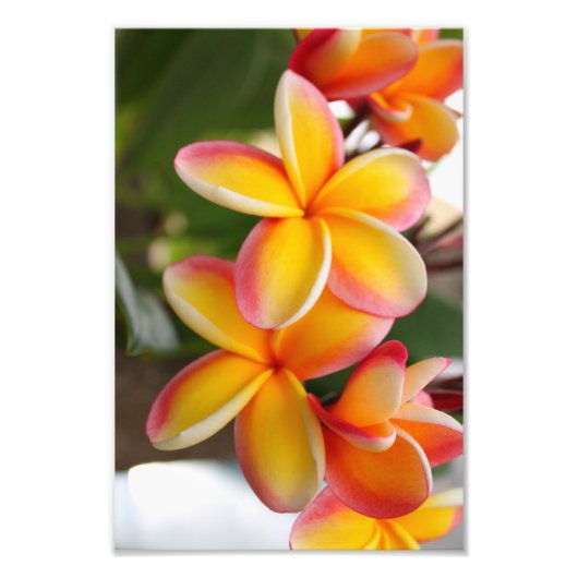 Rote und gelbe Plumeria 2 Fotodruck (Vorne)