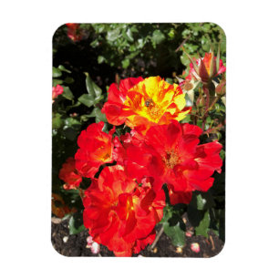 Rote und Gelbe Rosen, Portland, Oregon Magnet