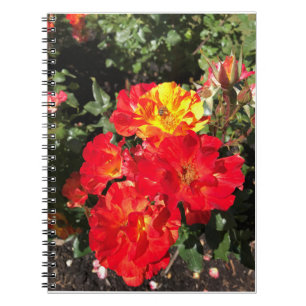 Rote und Gelbe Rosen, Portland, Oregon Notizblock