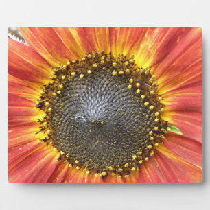 Rote und gelbe Sonnenblumen Plaque Fotoplatte