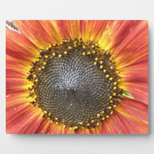 Rote und gelbe Sonnenblumen Plaque Fotoplatte (Vorderseite)