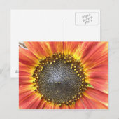 Rote und gelbe Sonnenblumen Postkarte (Vorne/Hinten)