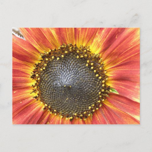 Rote und gelbe Sonnenblumen Postkarte (Vorderseite)
