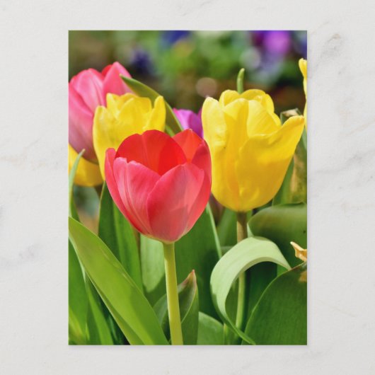 Rote und gelbe Tulips Frühlingspark Postkarte (Vorderseite)