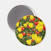 Rote und gelbe Tulissen Magnet (Vorderseite/Rückseite)
