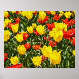 Rote und gelbe Tulissen Poster
