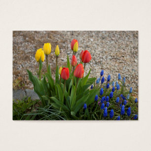 Rote und gelbe Tulpen