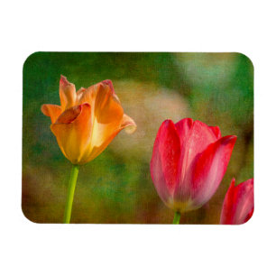 Rote und gelbe Tulpen auf texturiertem Hintergrund Magnet