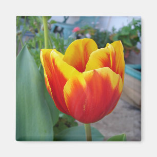 Rote und gelbe Tulpen Blumen Garten Foto Magnet