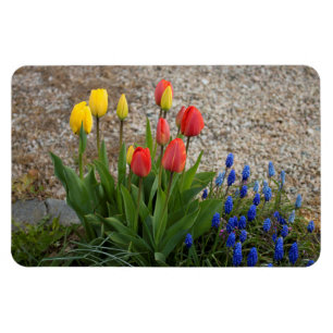 Rote und gelbe Tulpen Magnet