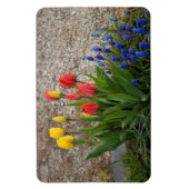 Rote und gelbe Tulpen Magnet (Vertikal)