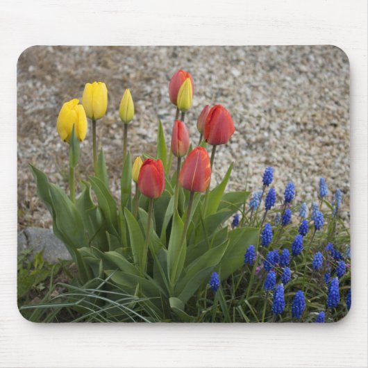 Rote und gelbe Tulpen Mousepad (Vorne)