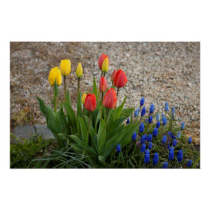 Rote und gelbe Tulpen Poster