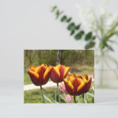 Rote und gelbe Tulpen Postkarte (Stehend Vorderseite)