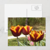 Rote und gelbe Tulpen Postkarte (Vorne/Hinten)