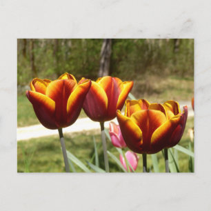 Rote und gelbe Tulpen Postkarte