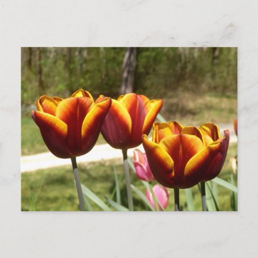 Rote und gelbe Tulpen Postkarte (Vorderseite)