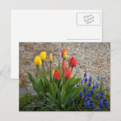 Rote und gelbe Tulpen Postkarte (Vorne/Hinten)