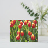 rote und gelbe Tulpen Postkarte (Stehend Vorderseite)