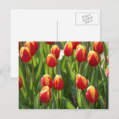 rote und gelbe Tulpen Postkarte (Vorne/Hinten)