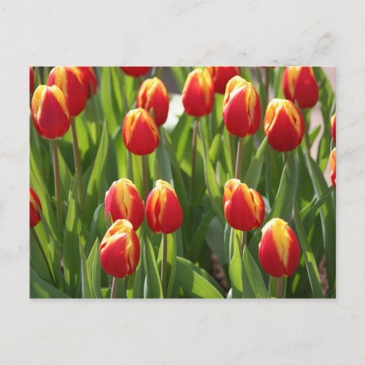 rote und gelbe Tulpen Postkarte (Vorderseite)
