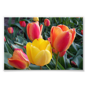 Rote und gelbe Tulpen Steingarten Foto
