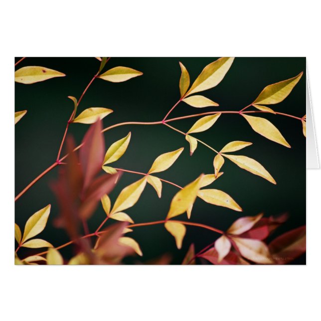 Rote und Gold-Karte (Vorderseite (Horizontal))