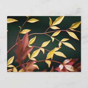 Rote und Gold Postkarte