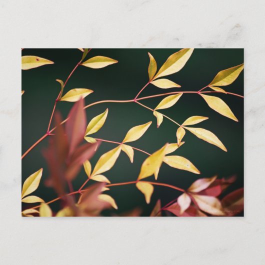 Rote und Gold Postkarte (Vorderseite)