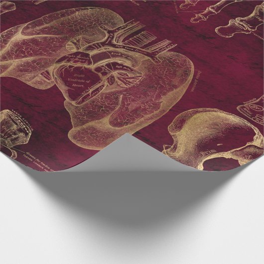 Rote und Goldanatomie Zeichnend auf Rot Geschenkpapier (Ecke)