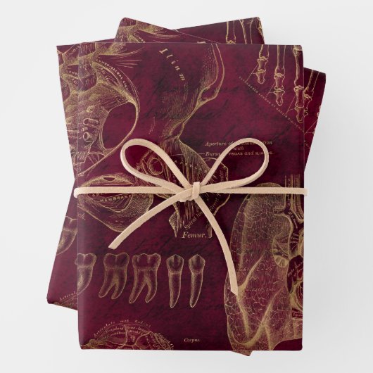 Rote und Goldanatomie Zeichnend auf Rot Geschenkpapier Set (Beispiel)