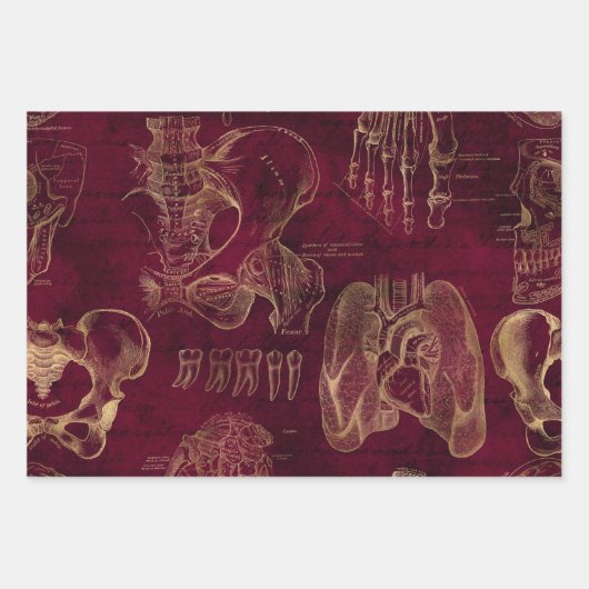 Rote und Goldanatomie Zeichnend auf Rot Geschenkpapier Set (Vorderseite)