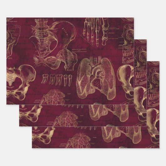 Rote und Goldanatomie Zeichnend auf Rot Geschenkpapier Set (Set)