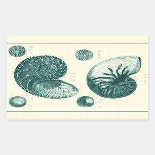 Rote und grüne Meeresmuschel-Kunst Rechteckiger Aufkleber