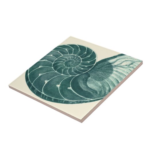 Rote und grüne Seashell-Kunst Fliese (Seite)