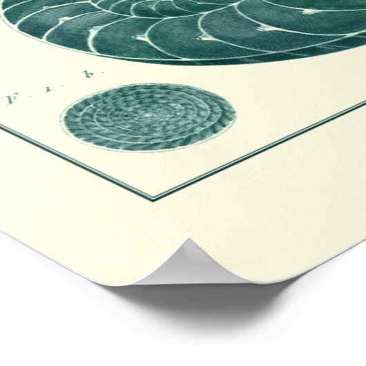 Rote und grüne Seashell-Kunst Poster (Ecke)