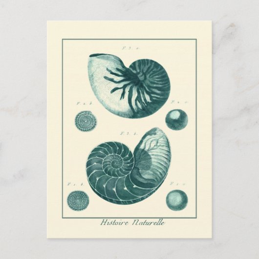 Rote und grüne Seashell-Kunst Postkarte (Vorderseite)