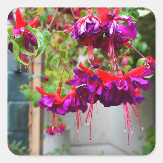 Rote und Lila Fuchsia #1 Stickers (Vorderseite)