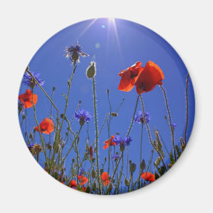 Rote und lila Rose, die sich einem blauen Himmel u Magnet