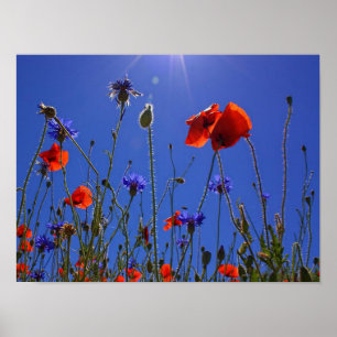 Rote und lila Rose, die sich einem blauen Himmel u Poster